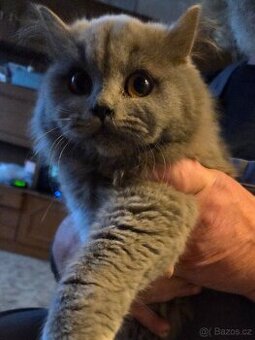 Britská modrá a lila