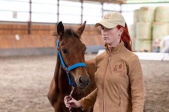 Hřebec 7 měsíců- Moravský Teplokrevník