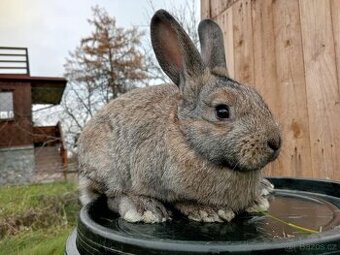 Sameček - NA CHOV ČI MASO 1