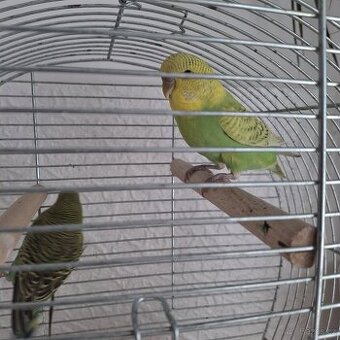 Andulky volny odchov