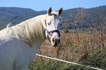 Paint horse , APH , APHA