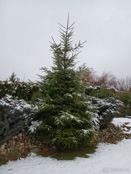 Vánoční stromek 4m