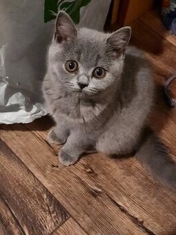 poslední britské kotě bez PP.