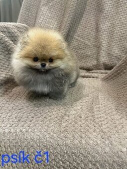 Pomeranian mini