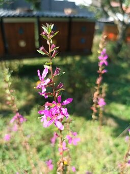 Vceli oddelky jaro 2026