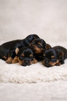 Jorkšírský teriér-fenecky