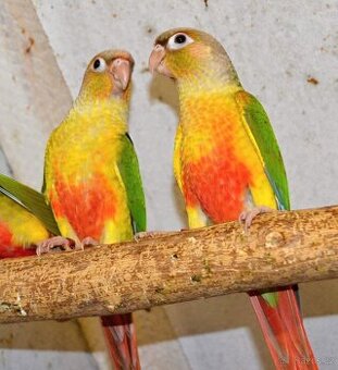 Pyrury ručně dokrmené