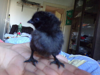 Ayam cemani