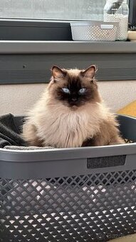 kocour Ragdoll