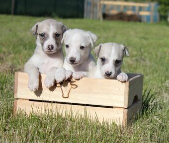 Whippet s PP