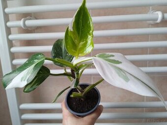 PHILODENDRON BÍLÍ ČARODĚJ - 1