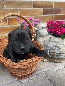 Cane Corso
