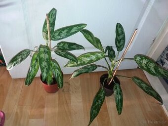 Agloanema