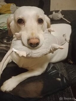 Krizenecek labradora