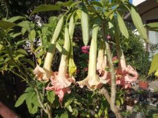 Datura