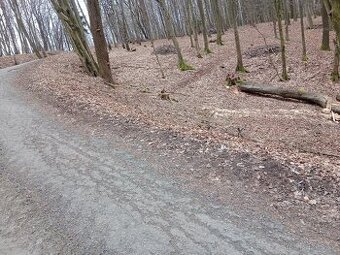 Prodám třešeň kulatinu průměr 70 cm - 1