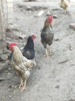 kohouti, kohout