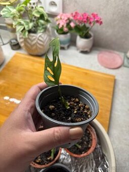 Kytka Monstera