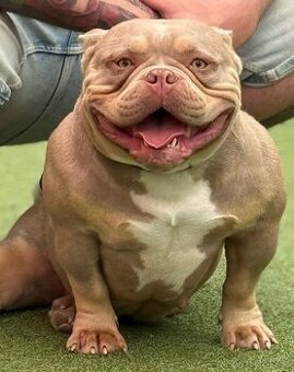 American Bully fenka s exkluzivním rodokmenem