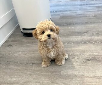 Maltipoo
