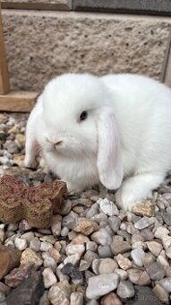 Zakrslý králík - beránek