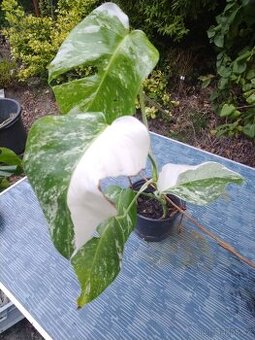 Monstera panašované rostliny