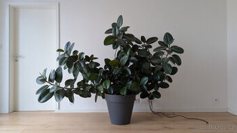 Vzrostlá pokojová květina - fíkus (ficus elastica)