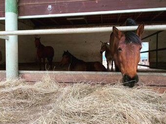 Pastevní ustájení Kočvary