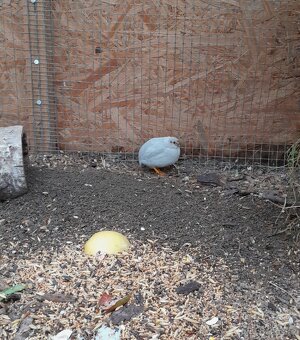 Krepelka cinska-slepice