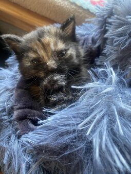 Malá princezna Mrška - 1