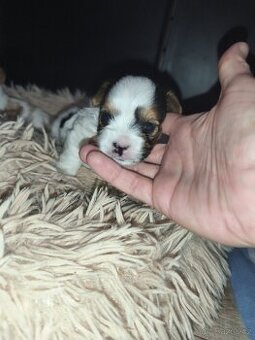 Jorkšírský teriér biewer s PP