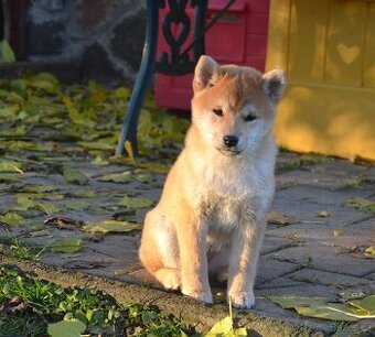 Shiba inu  s PP  /FCI /