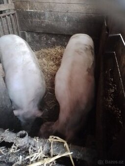 Prodám. Prase
