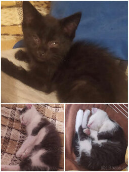 Kocouři z Doubravice