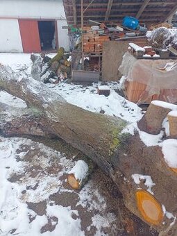 Prodám kmen třešně