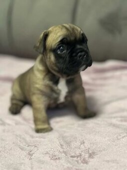 Francouzský buldoček – hnědý chlapeček