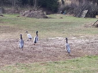 Indický běžec - kačeři