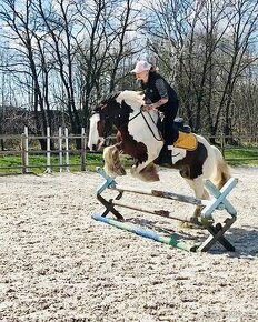 Irsky Cob Valach 5 let