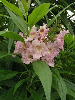 Chitalpa Summer Bells