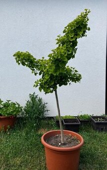 Ginkgo biloba