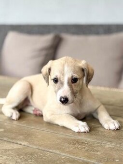 Whippet s PP