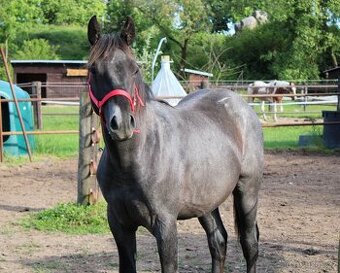 APH black roan po PG Gunpowder