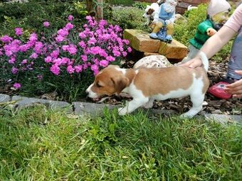 Štěňátka Jack Russell teriér