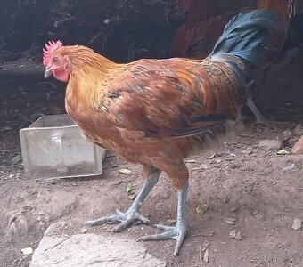 Kohouti, Česká zlatá kropenka