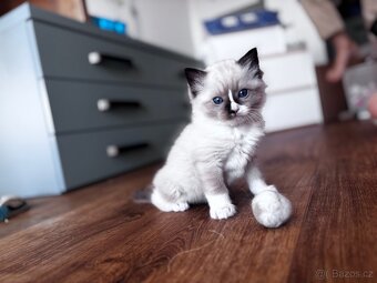 Ragdoll koťata koucourci