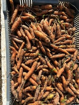 Krmná mrkev a červená řepa