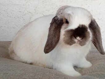 Volná samička - Anglický Zakrslý Beránek MiniLop🍑