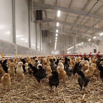 První jarní prodej kuřic 28.2.26 Hodkovice n. Mohelkou