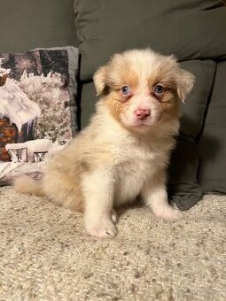 Australský ovčák štěňata s PP