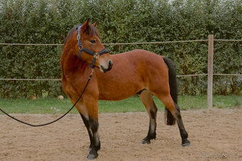 Prodám valacha Fjord x Hafling - REZERVACE